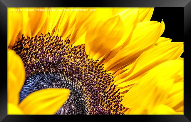  Sunflower Detail Framed Print by David Bradbury