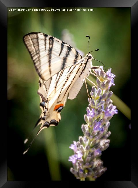  Swallowtail on Lavender Framed Print by David Bradbury