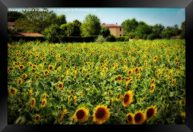  Tuscan Sunflowers Framed Print by David Bradbury