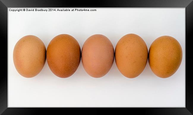  Five Eggs in a Row Framed Print by David Bradbury