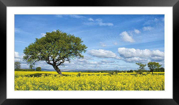  Summers day Framed Mounted Print by Lee Sutton