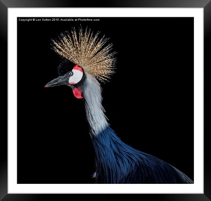  A Great Crested Crane Framed Mounted Print by Lee Sutton