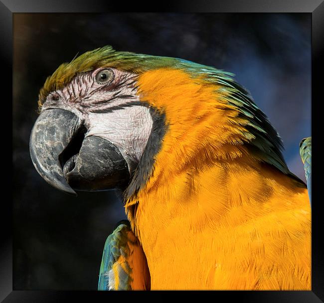  Yellow Parrot Framed Print by Lee Sutton
