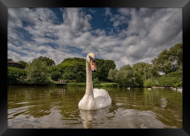 Swan Lake Framed Print by Tim Smith