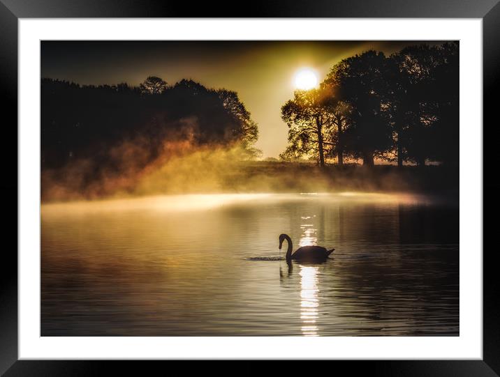Swan at sunrise Framed Mounted Print by Tim Smith