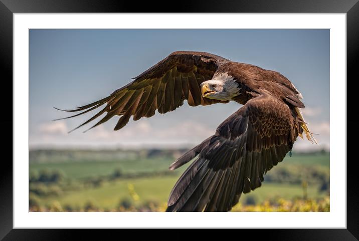 North American Bald Eagle Framed Mounted Print by Tim Smith