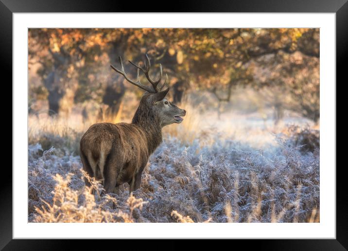 Stag at sunrise Framed Mounted Print by Tim Smith