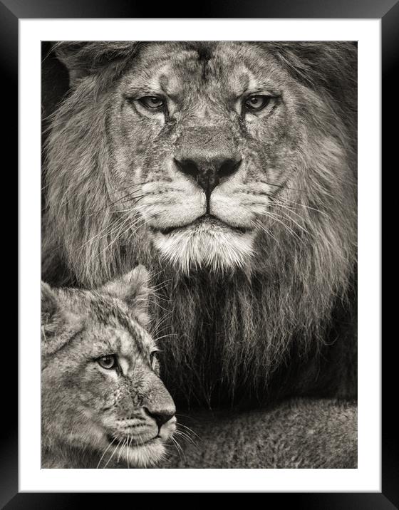 A Fathers love. Framed Mounted Print by Tim Smith