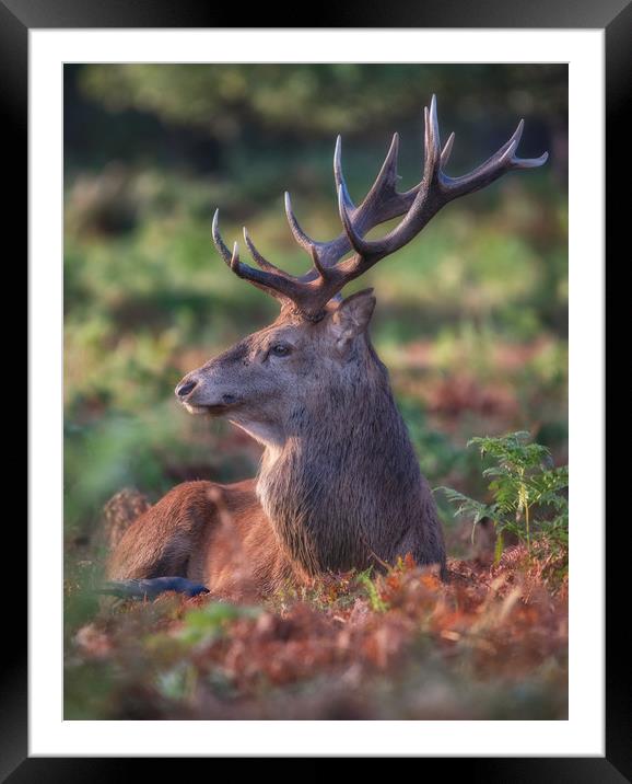 A Stags life! Framed Mounted Print by Tim Smith