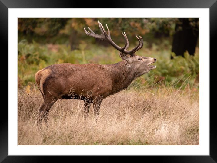 Red Deer Stag Framed Mounted Print by Tim Smith
