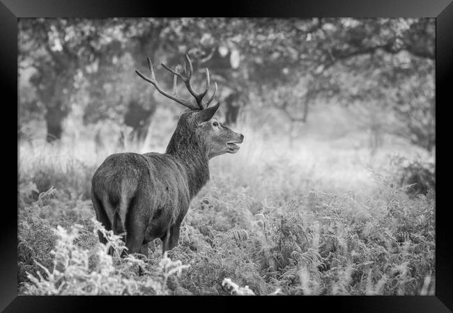 Red Deer Stag B&W Framed Print by Tim Smith