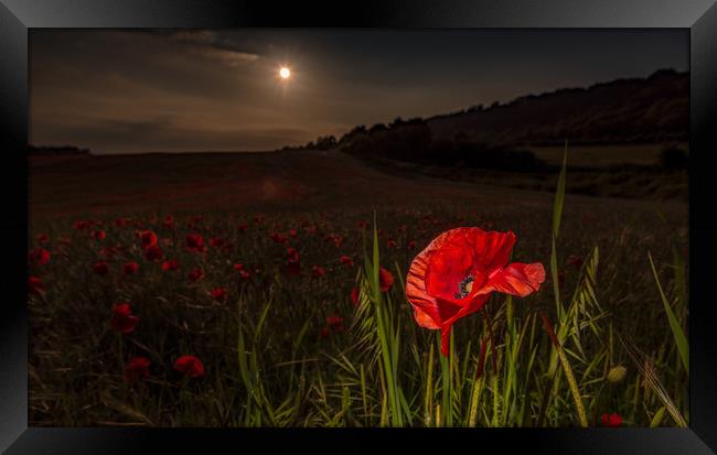 We Will Remember! Framed Print by Tim Smith