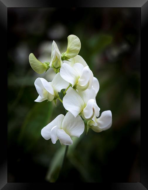  Sweet Pea Framed Print by paul holt