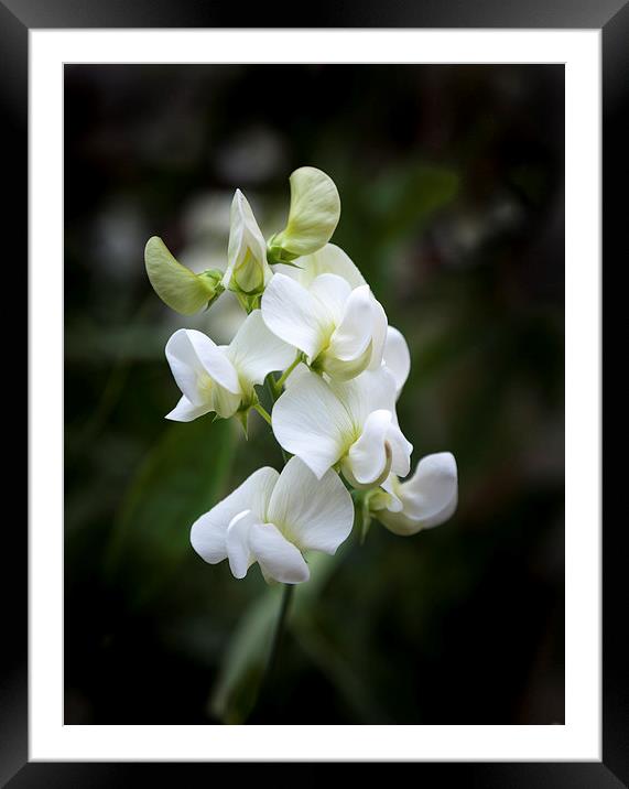  Sweet Pea Framed Mounted Print by paul holt