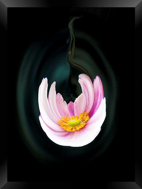  Japanese anemone flower Framed Print by paul holt