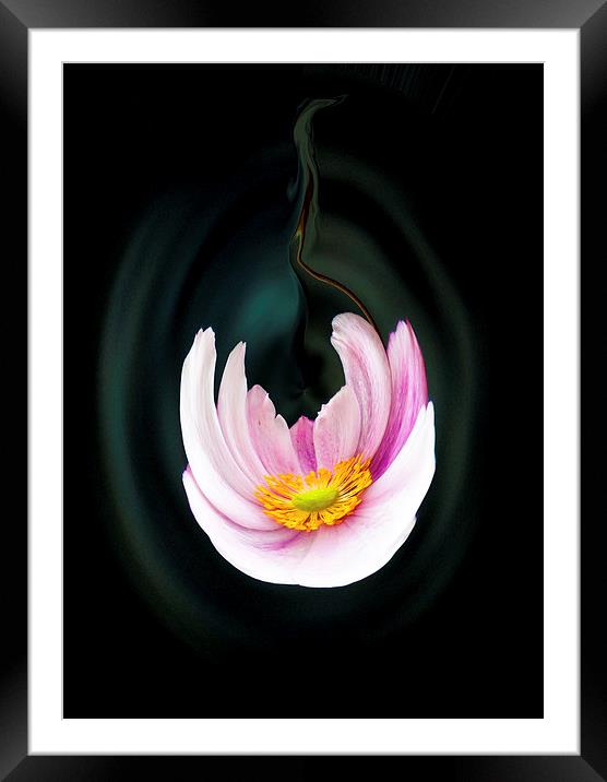 Japanese anemone flower Framed Mounted Print by paul holt