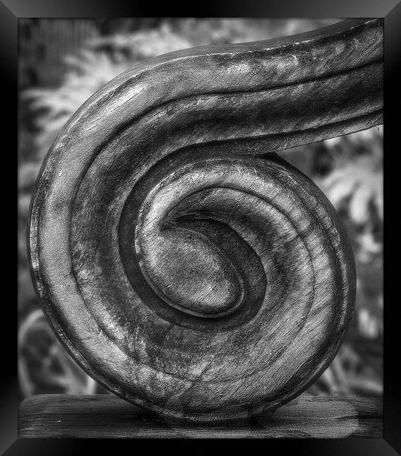  wood curl Framed Print by paul holt