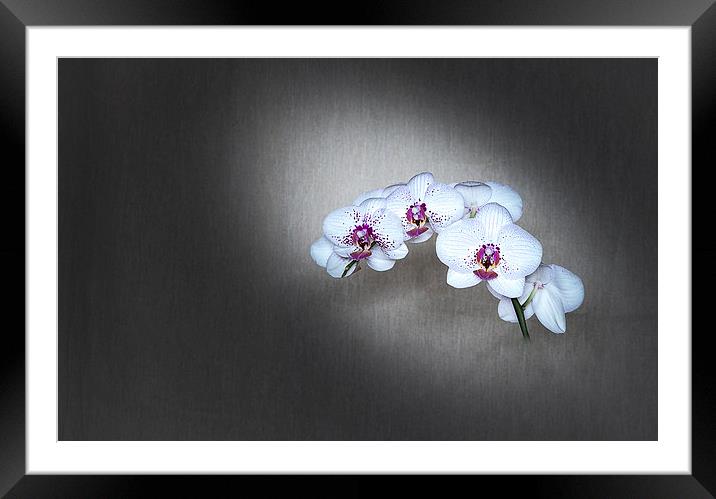  Orchid Framed Mounted Print by paul holt