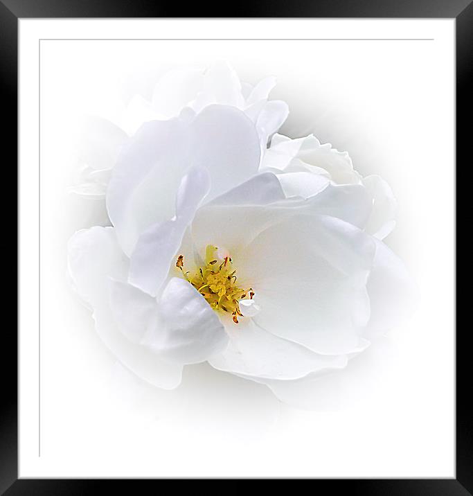  White Rose Framed Mounted Print by paul holt