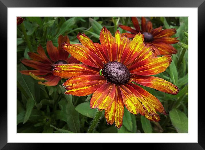  Helenium Framed Mounted Print by paul holt