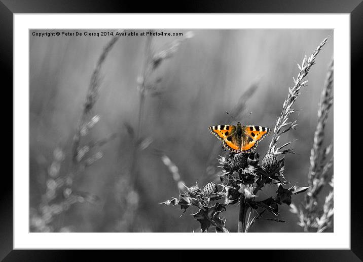   Beautiful small tortoise shell Framed Mounted Print by Peter De Clercq