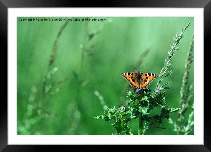  small tortoise shell  Framed Mounted Print by Peter De Clercq
