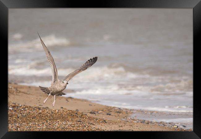  seagull at beach Framed Print by Peter De Clercq