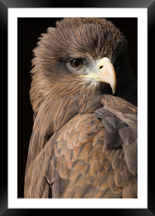 Harris Hawk Framed Mounted Print by Kevin Baxter