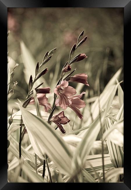 Aged Flowers Framed Print by Kevin Baxter