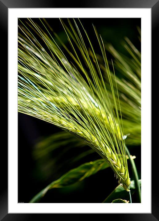 Wheat Framed Mounted Print by Kevin Baxter