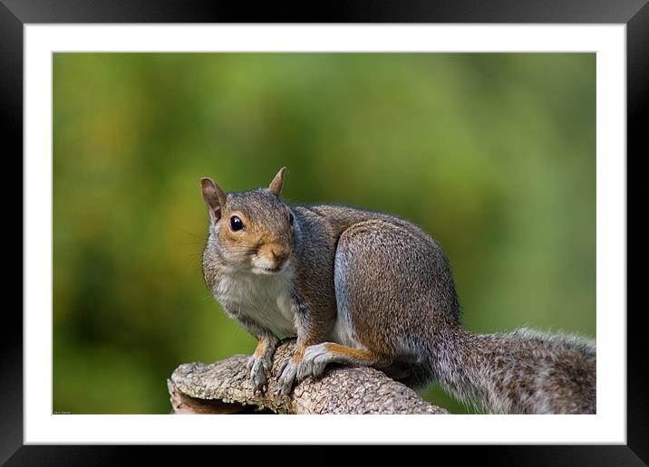 Squirrel Framed Mounted Print by Kevin Baxter