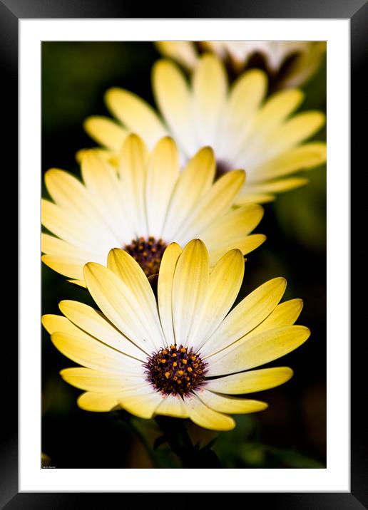 Flowers Framed Mounted Print by Kevin Baxter