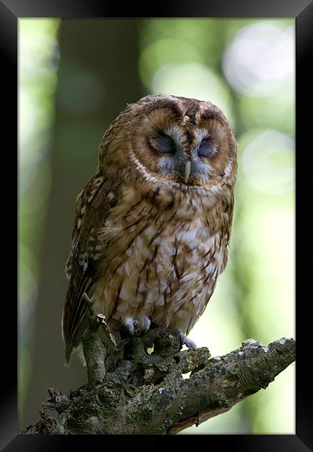 The Sleepy Tawny Owl Framed Print by Kevin Baxter