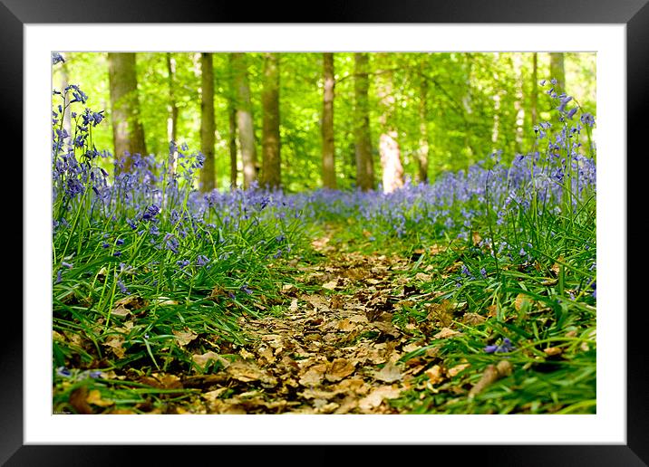 Bluebell path Framed Mounted Print by Kevin Baxter
