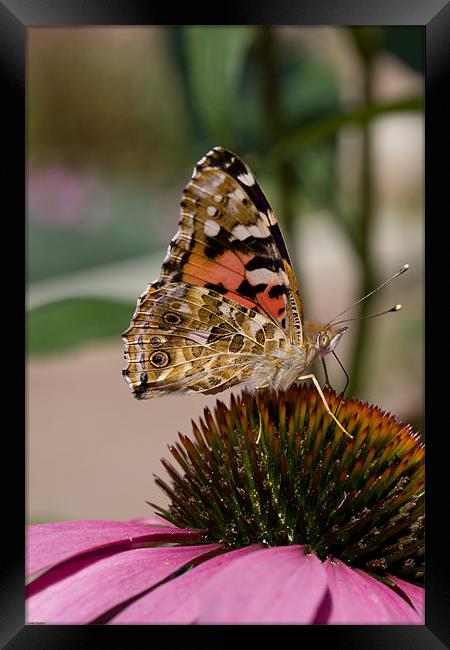Painted lady butterfly Framed Print by Kevin Baxter