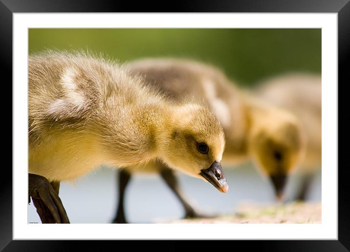 Gosling Framed Mounted Print by Kevin Baxter