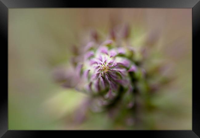 Thistle Framed Print by Kevin Baxter