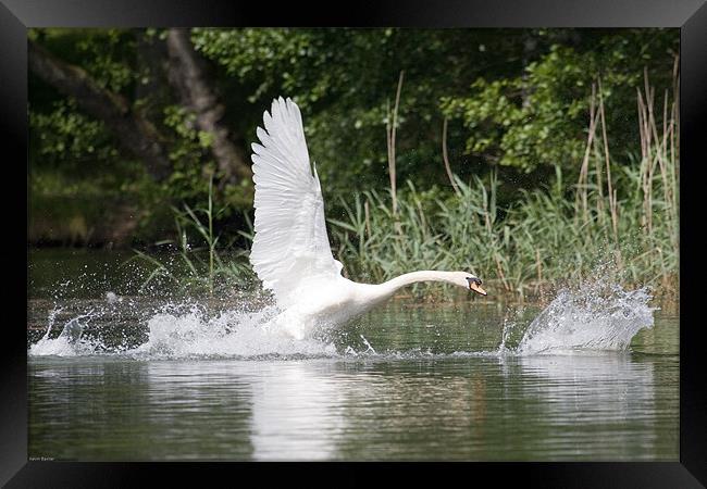 Swan chase Framed Print by Kevin Baxter