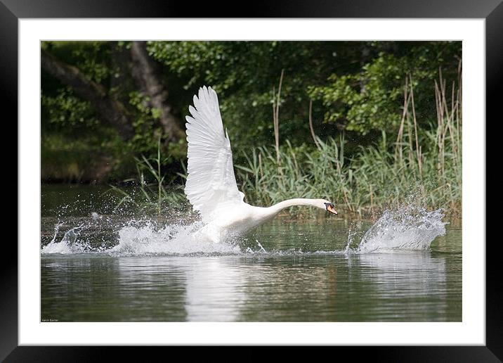 Swan chase Framed Mounted Print by Kevin Baxter