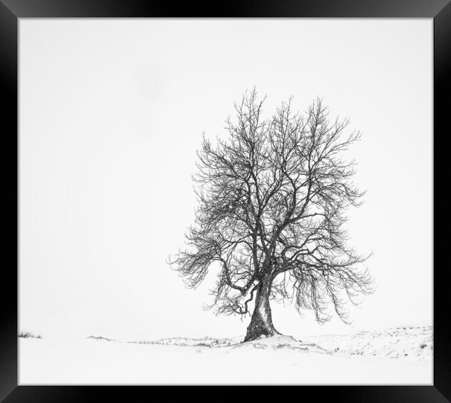 Lone Tree Framed Print by Garry Quinn