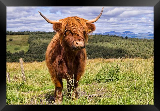  Highland coo Framed Print by Garry Quinn