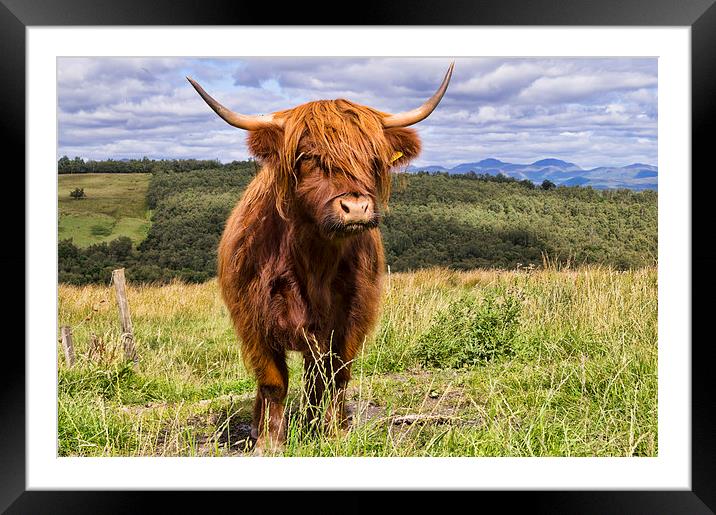  Highland coo Framed Mounted Print by Garry Quinn