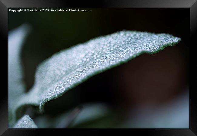  Jewels in the Morning Dew Framed Print by Mark Jaffe