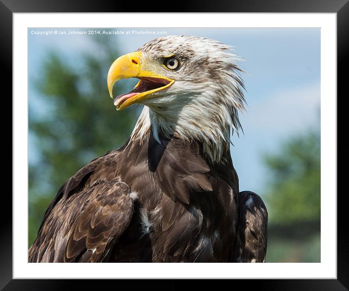 Bald Eagle Framed Mounted Print by Ian Johnson