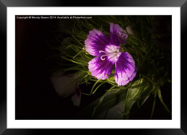  Flowers in the dark Framed Mounted Print by Wendy Mason