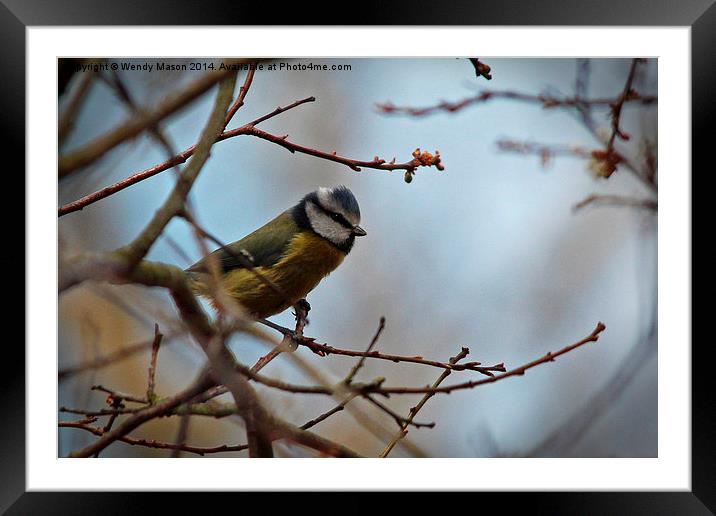  Blue tit  Framed Mounted Print by Wendy Mason