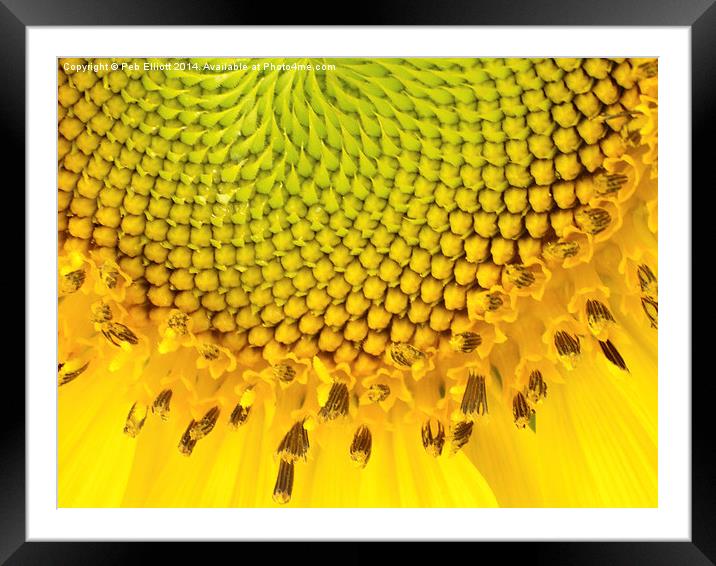  Sunflower Framed Mounted Print by Peb Elliott