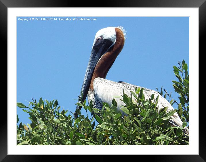 Pelican in a Mangrove Tree  Framed Mounted Print by Peb Elliott