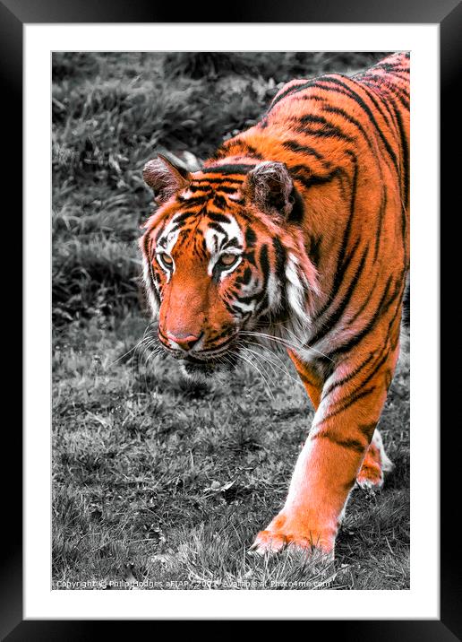 Prowling Tiger Framed Mounted Print by Philip Hodges aFIAP ,