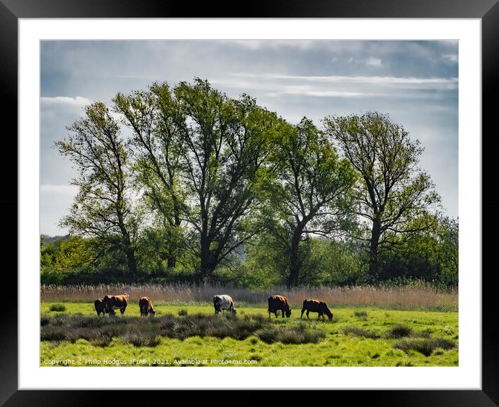 Cows Grazing Framed Mounted Print by Philip Hodges aFIAP ,